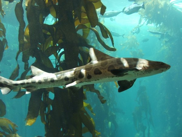 Leopard Shark