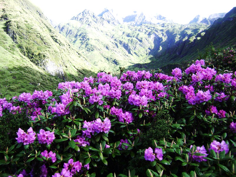 Bhutan (Orchids and Rhododendrons)