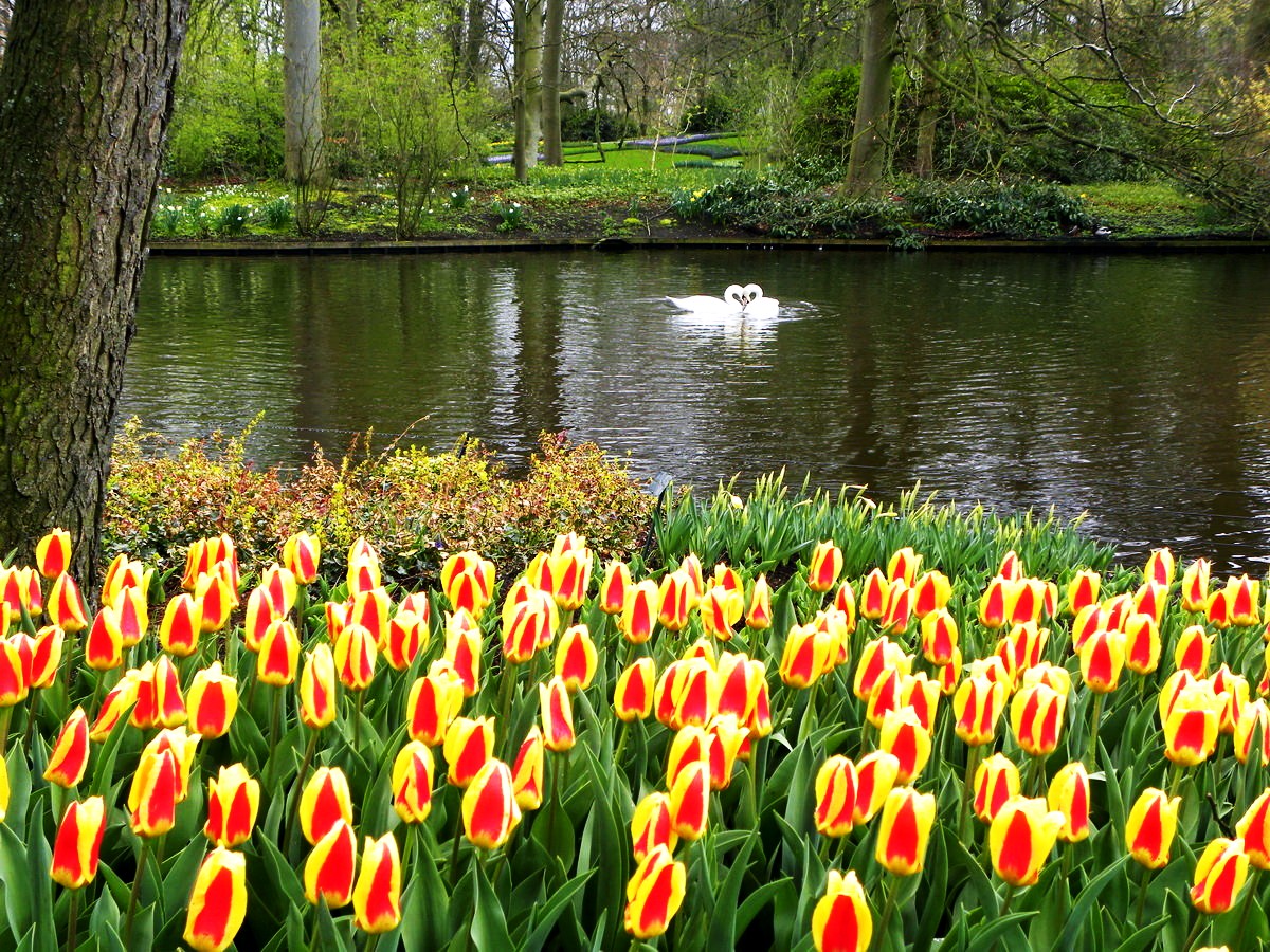 The Netherlands (Tulips)