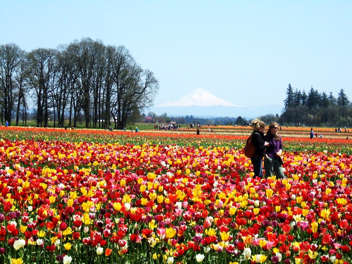 Oregon (Roses)