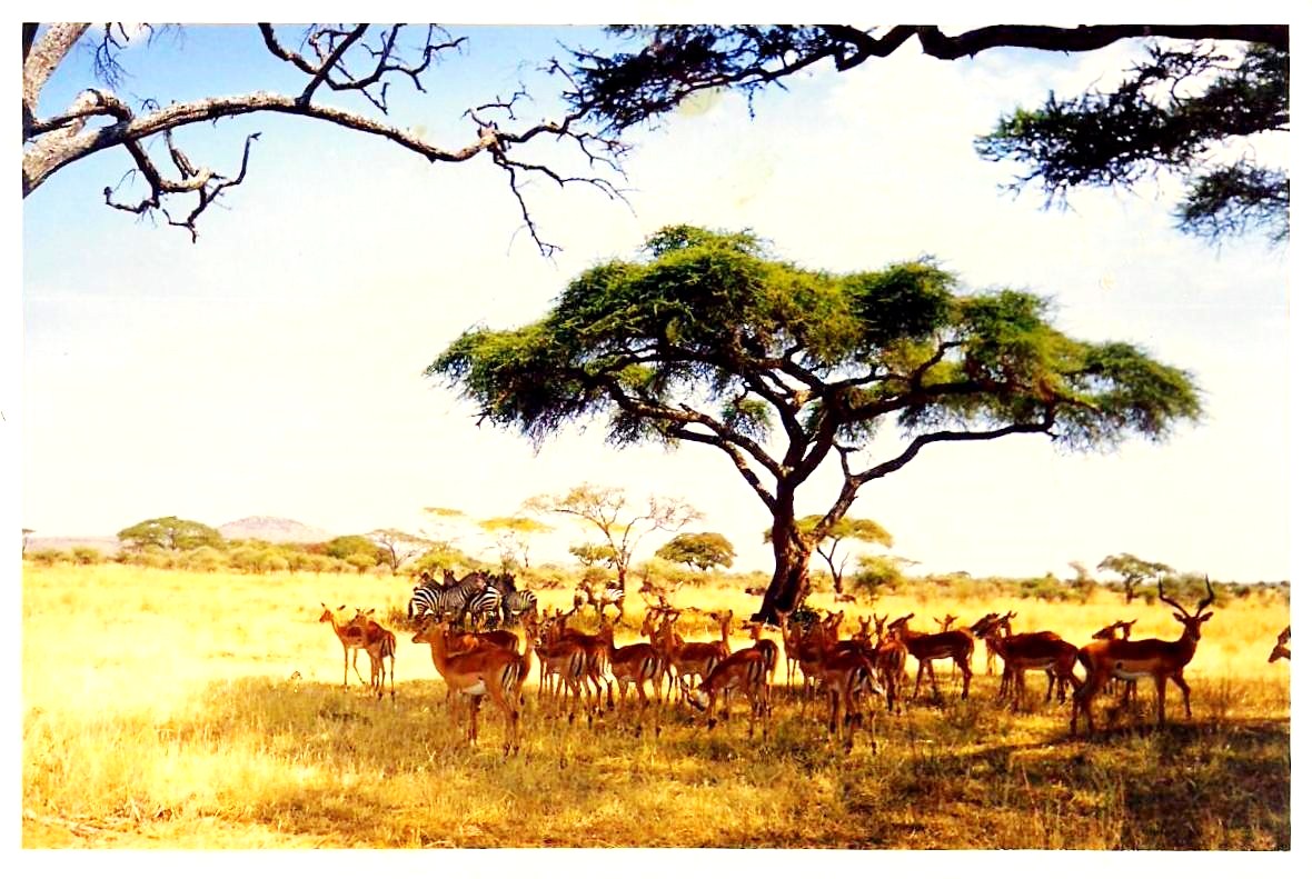 Serengeti National Park, Tanzania