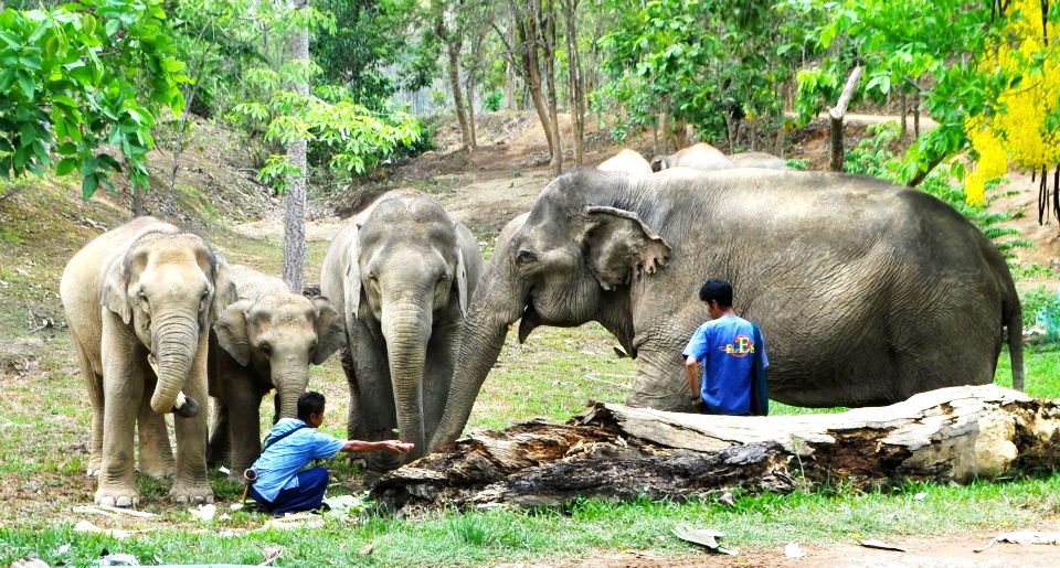 Boon Lott’s Elephant Sanctuary, Thailand