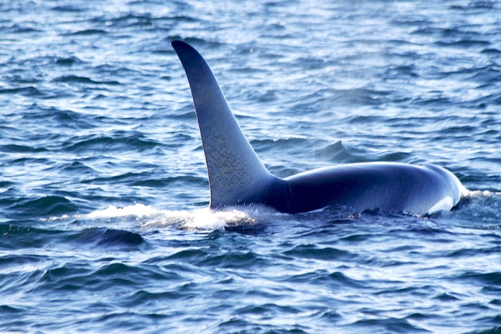 Orcas - Victoria, British Columbia, Canada