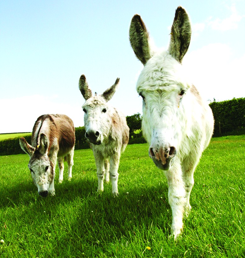 The Donkey Sanctuary, Devon, UK