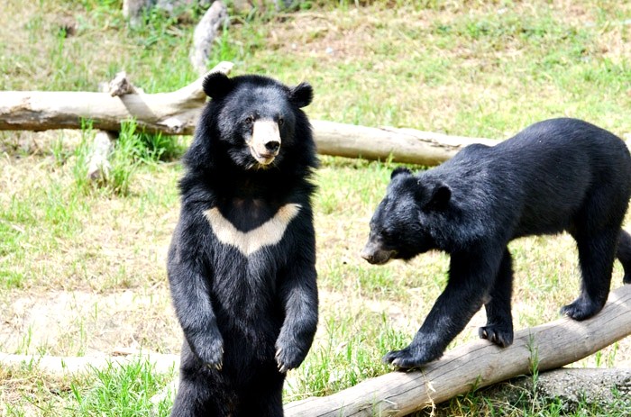 Chengdu Moon Bear Rescue Centre, China