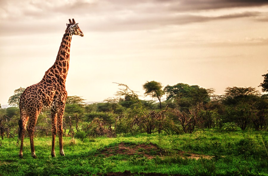 Giraffes - South Luangwa National Park, Zambia