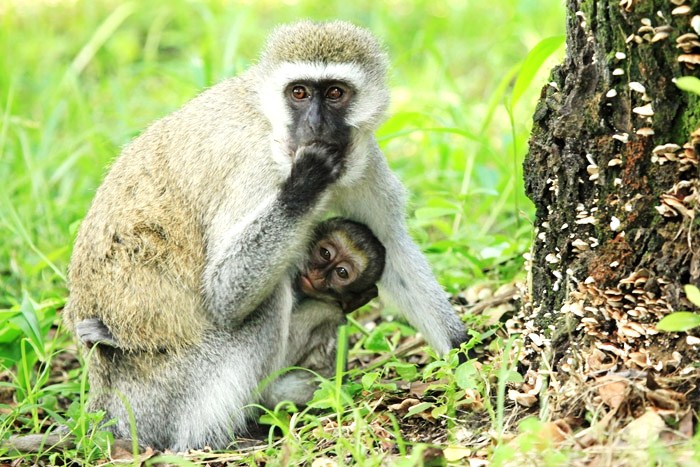 The Vervet Monkey Foundation, South Africa