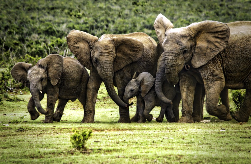 Elephants - Addo Elephant National Park, South Africa