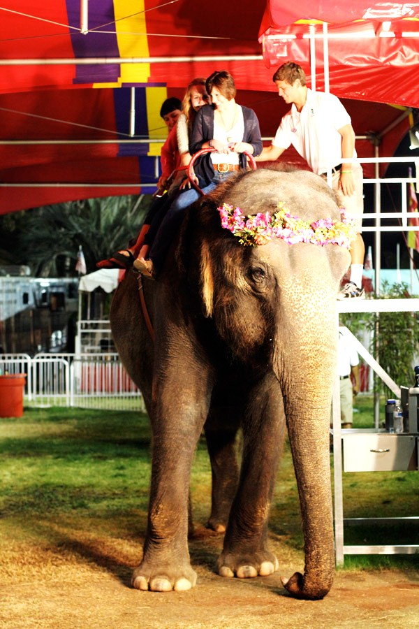 Ride an Elephant