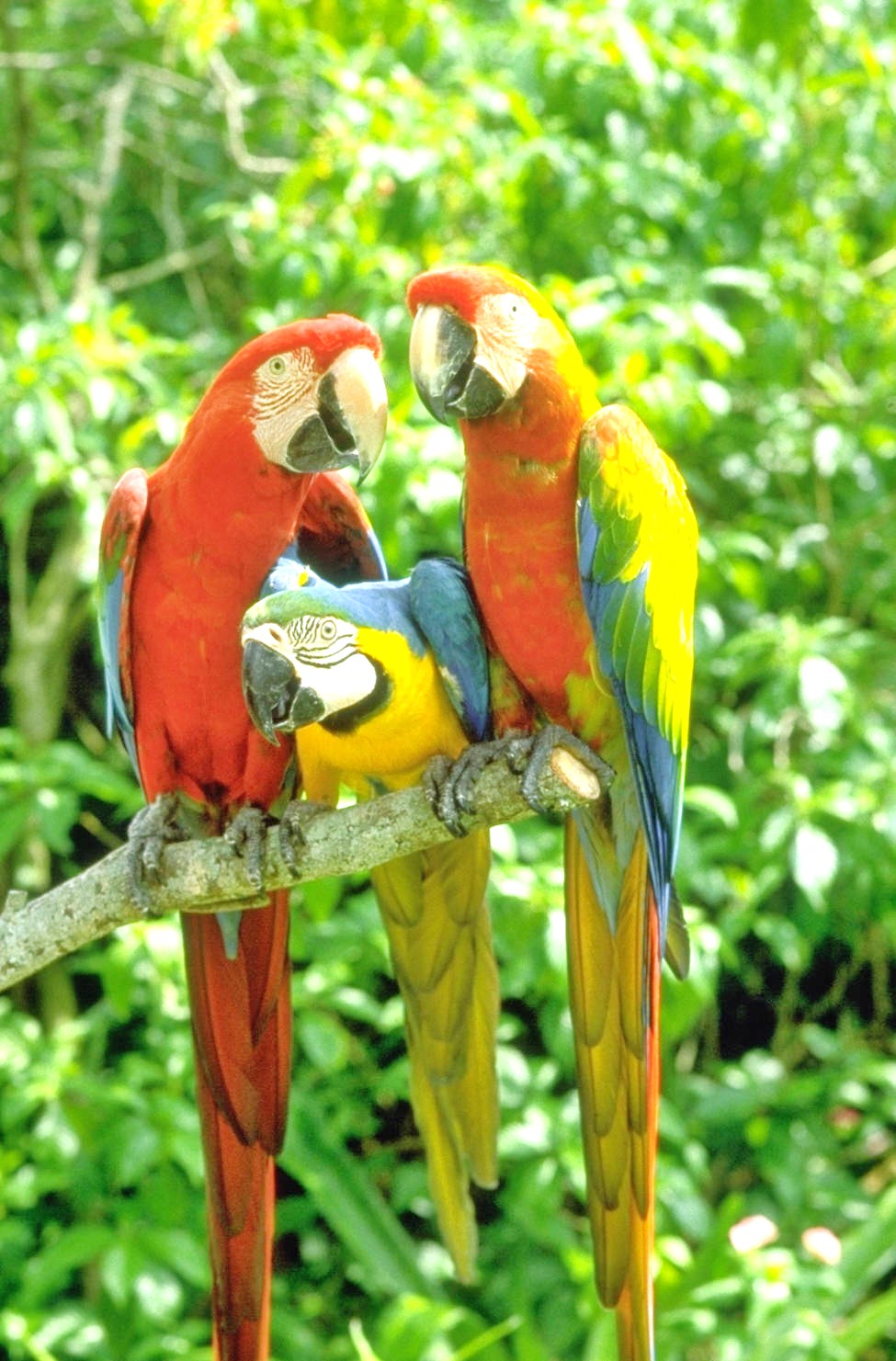 Parrot Jungle Island