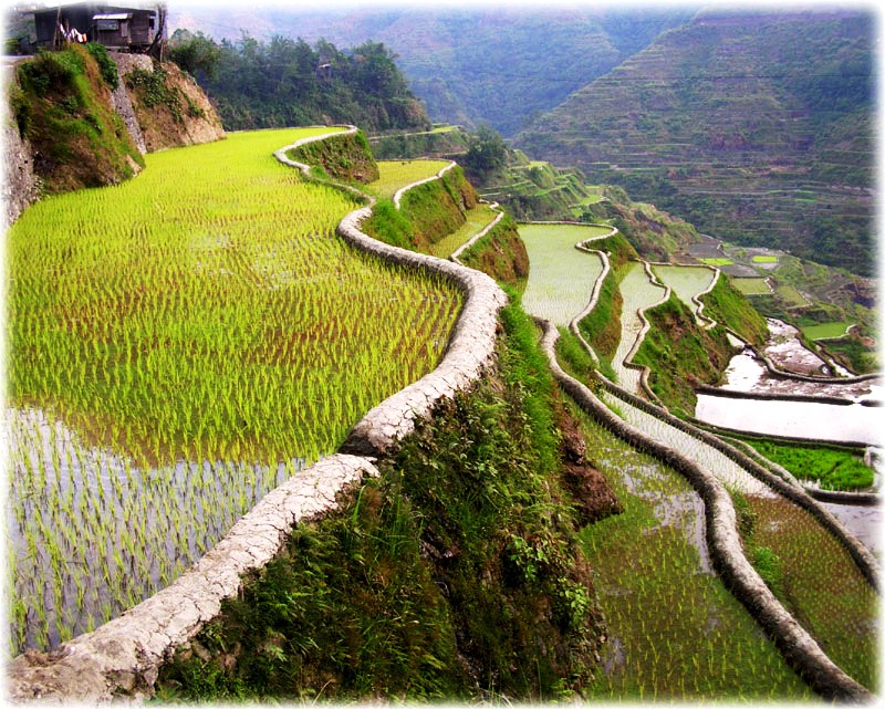 Banaue Rice Terraces