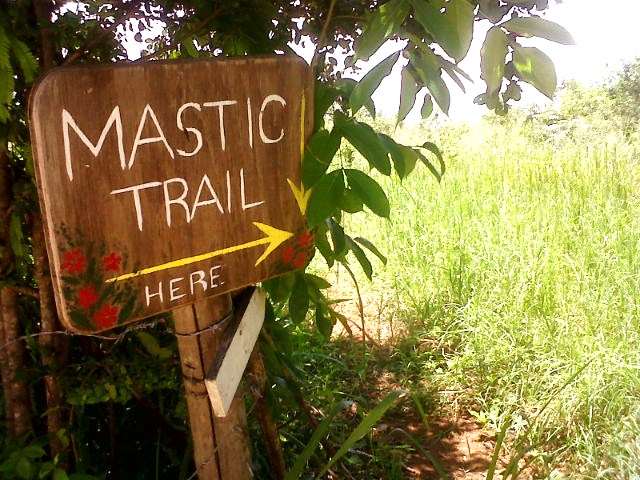 Walk the Mastic Trail on Grand Cayman