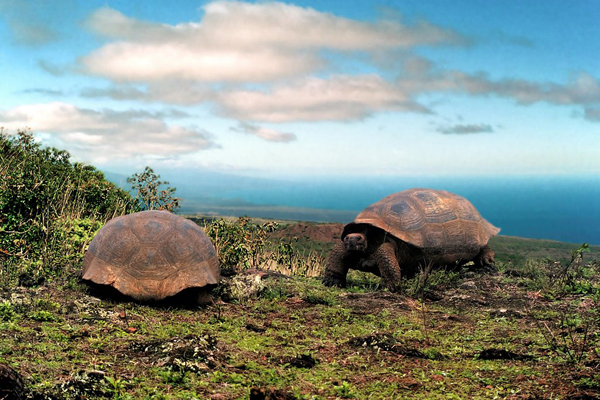 Galapagos Islands