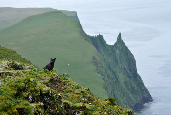 Pribilof Islands