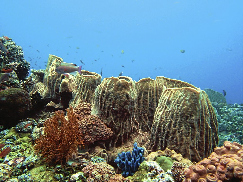 Reef Doctor – Antanarivo, Madagascar