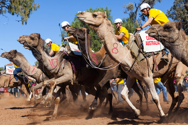 The Camel Cup