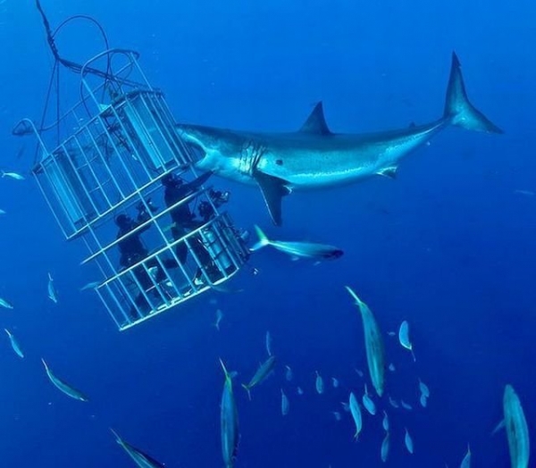 Shark Cage Diving, South Africa