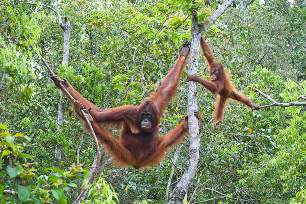 Borneo