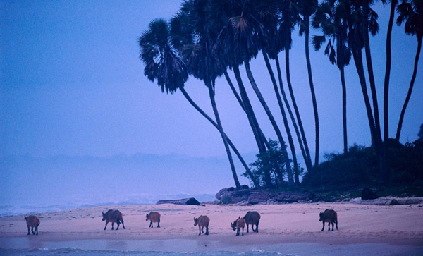 Loango National Park, Gabon