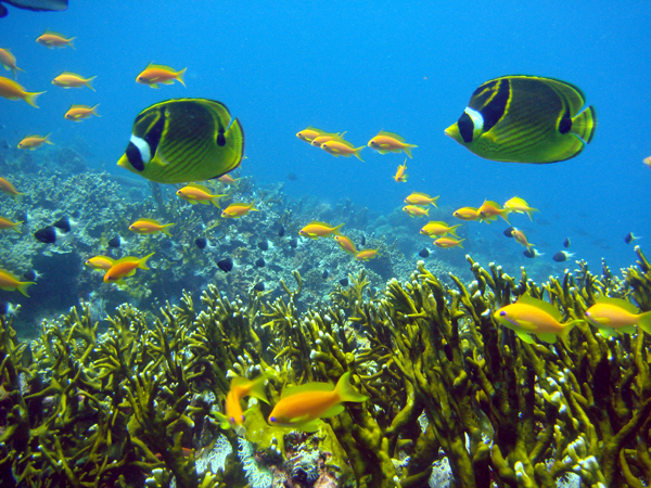 Go Diving at Mafia Island