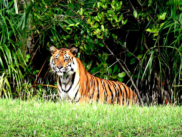 Sundarbans