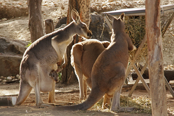 The Melbourne Zoo