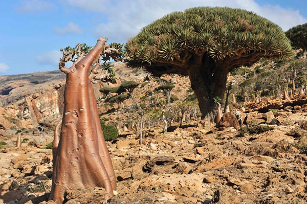 Socotra Island, Yemen