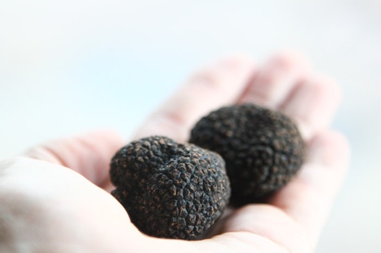 Try Truffle Hunting in Buzet, Croatia