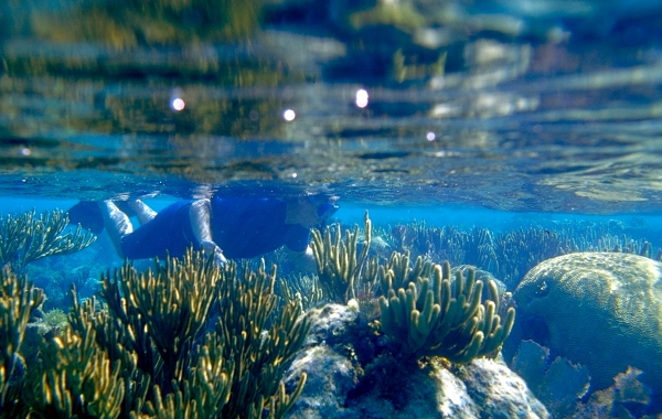 Snorkel the Reef in Belize