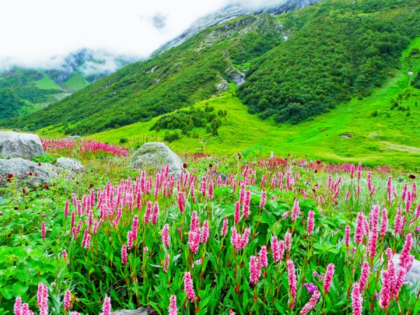 The Valley of Flowers