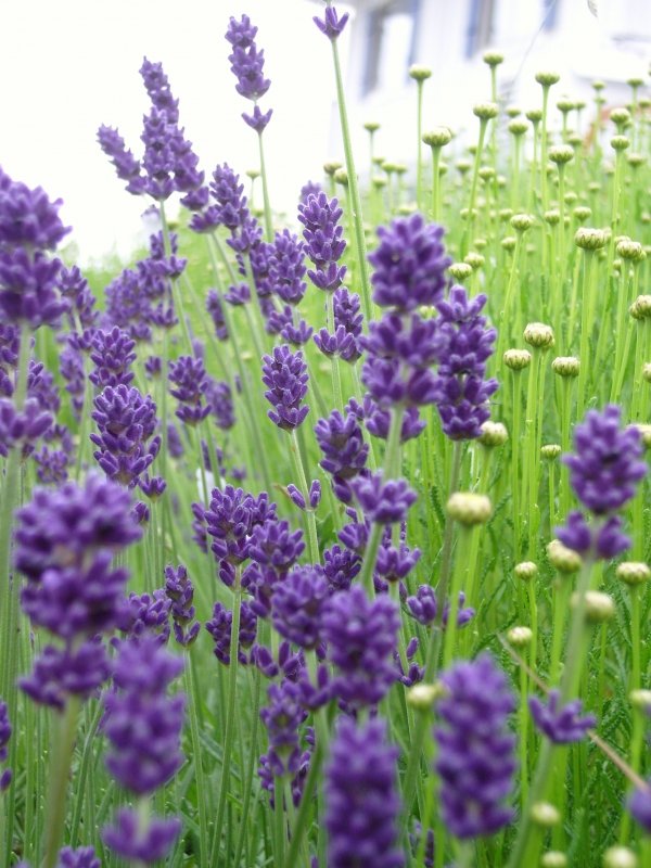 Lavender