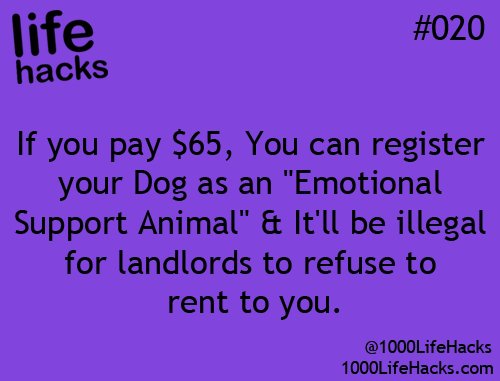 Renting with Your Pet? Totally Fine!