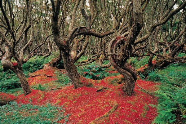 Rata Forest – New Zealand