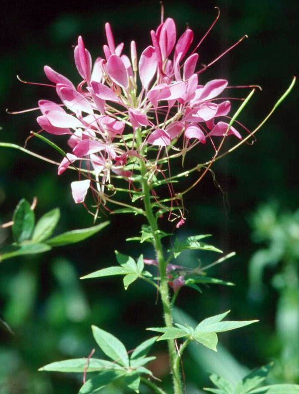 Cleome