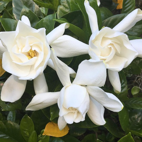 flower, plant, white, gardenia, flowering plant,