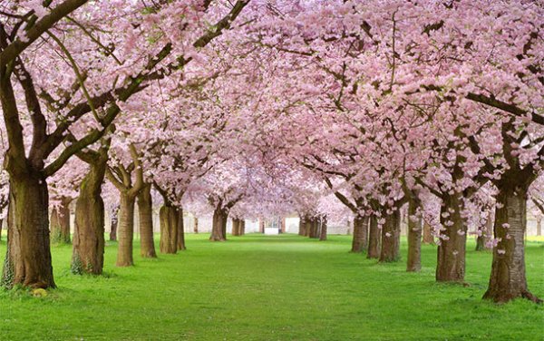 International Cherry Blossom Festival Macon, Georgia