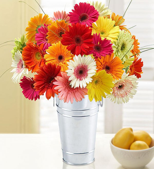 Flower, Cut flowers, barberton daisy, Bouquet, Plant,