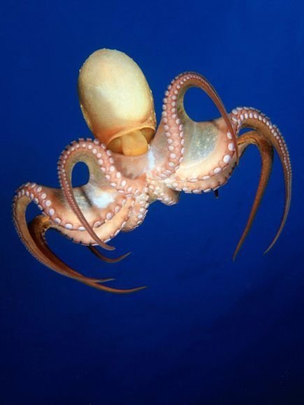 Common Octopus