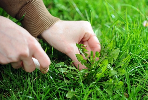 Hand Weeding