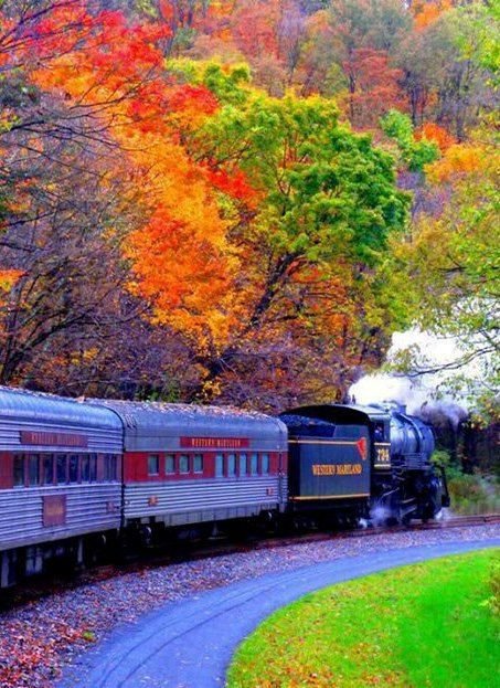 nature, leaf, track, transport, tree,