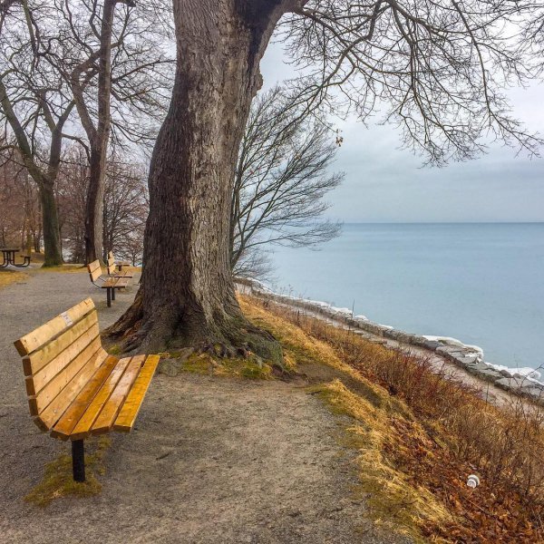 tree, winter, wood, water, shore,