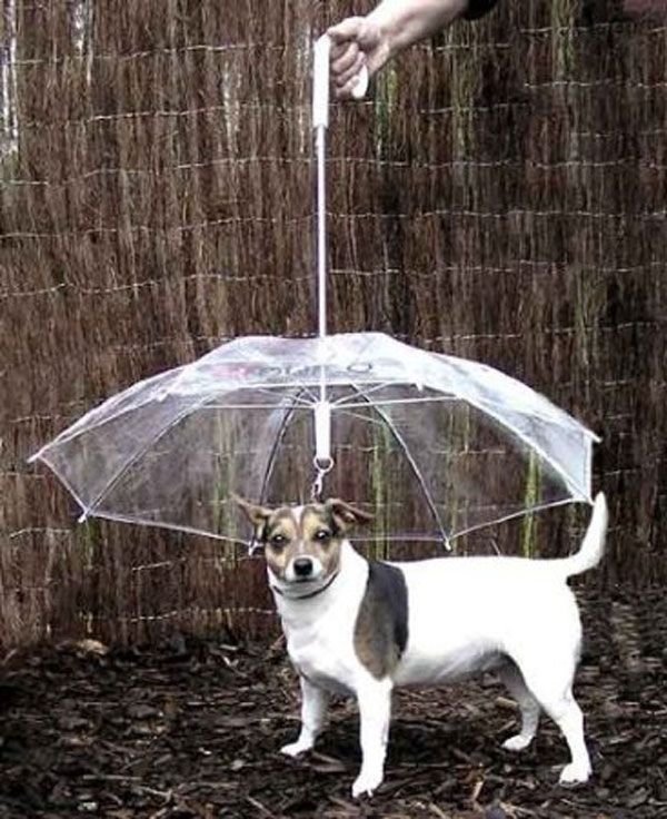 The Pet Umbrella