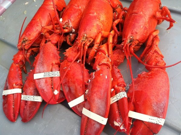 Maine Lobster Festival