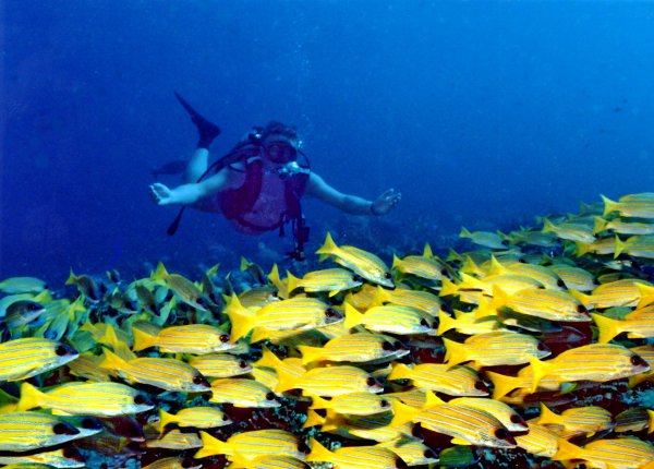 Banana Reef, Maldives