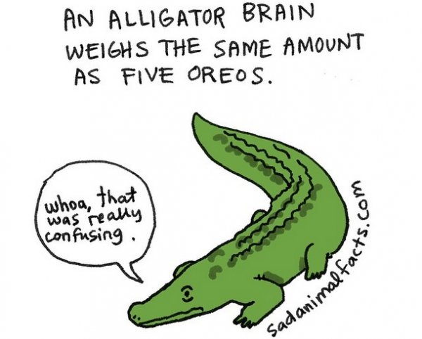 About Alligators