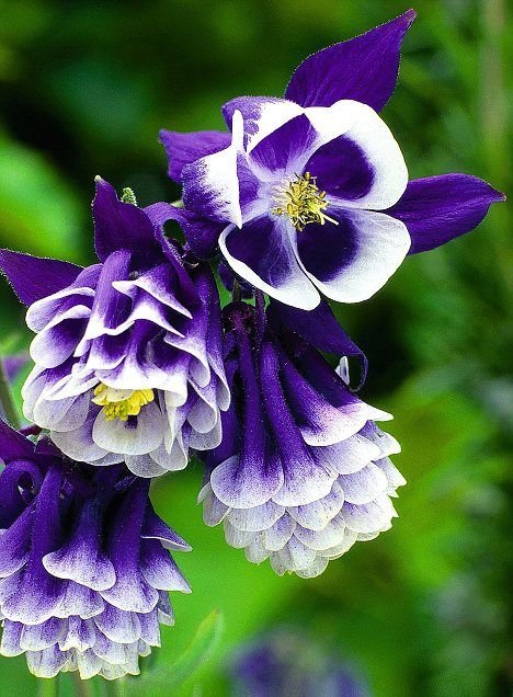 Aquilegias