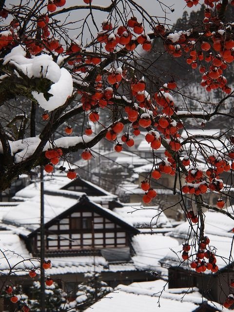 Persimmon and Snow in Japan