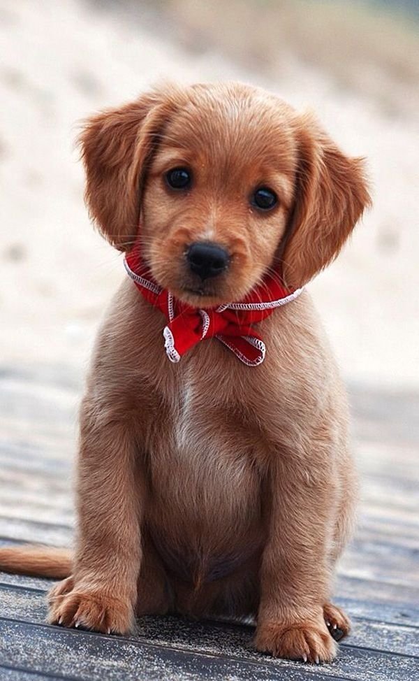 Adorable Puppy