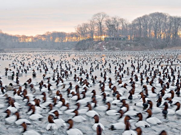 Canvasback Ducks by Paul Bramble