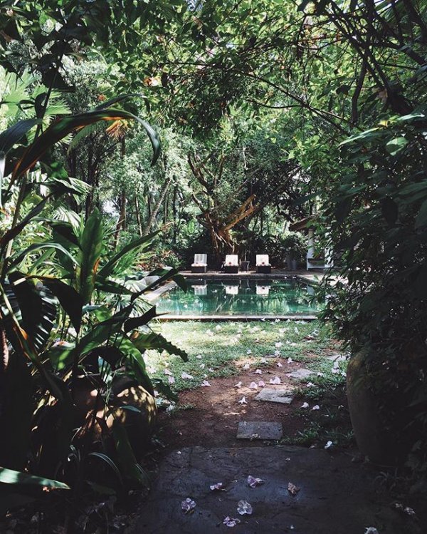 nature, green, rainforest, jungle, habitat,